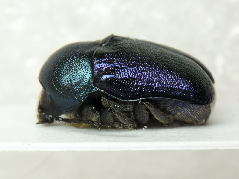 Cryptocephalus (Cryptocephalus) sericeus (Linnaeus, 1758)